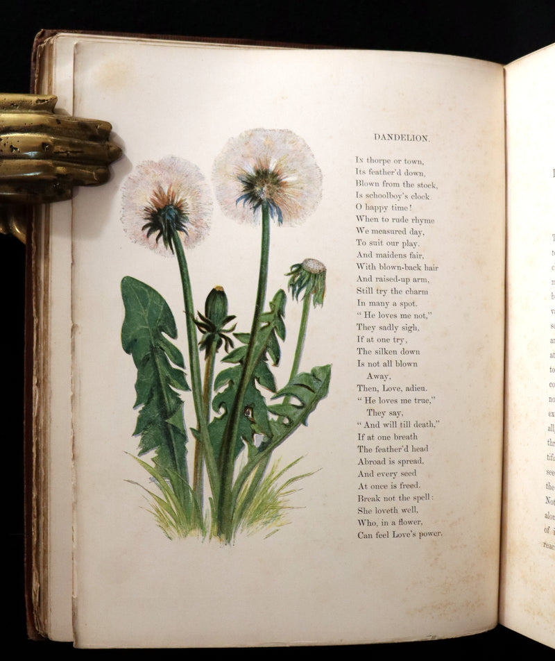 1860 Rare First Edition - Common Wayside Flowers by Thomas Miller & Color Illustrated by Birket Foster.