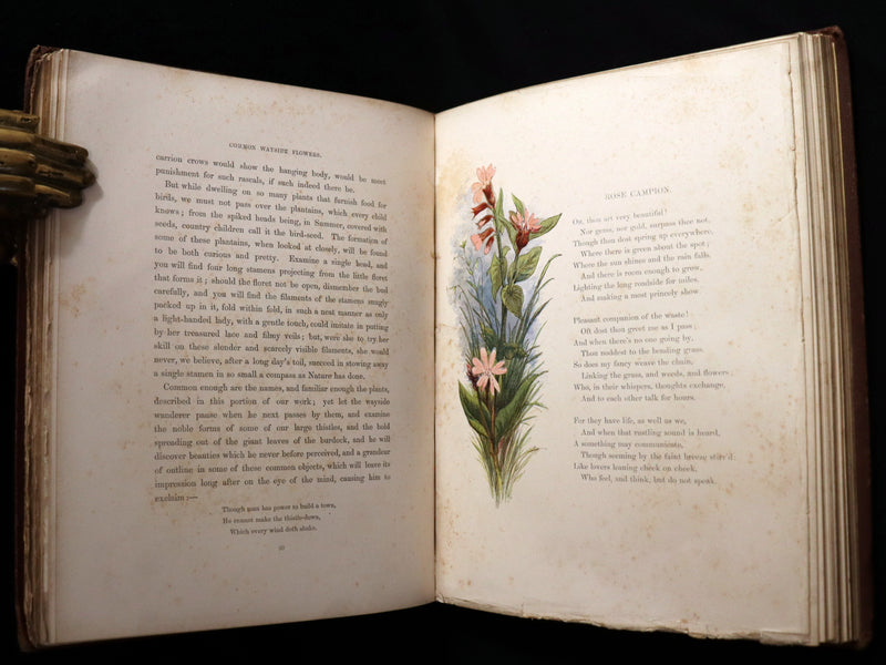 1860 Rare First Edition - Common Wayside Flowers by Thomas Miller & Color Illustrated by Birket Foster.