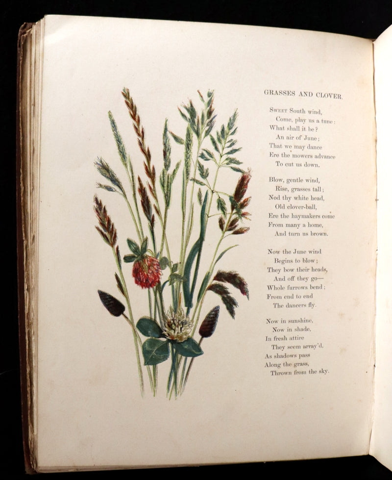 1860 Rare First Edition - Common Wayside Flowers by Thomas Miller & Color Illustrated by Birket Foster.