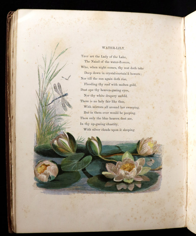 1860 Rare First Edition - Common Wayside Flowers by Thomas Miller & Color Illustrated by Birket Foster.