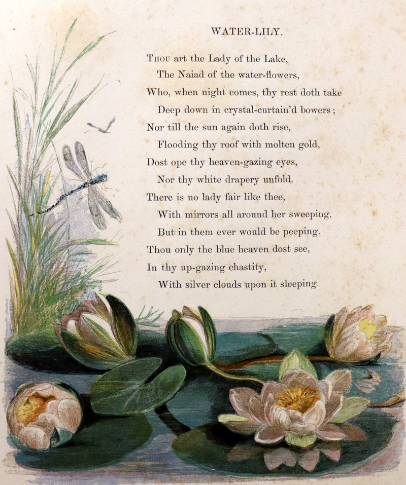 1860 Rare First Edition - Common Wayside Flowers by Thomas Miller & Color Illustrated by Birket Foster.
