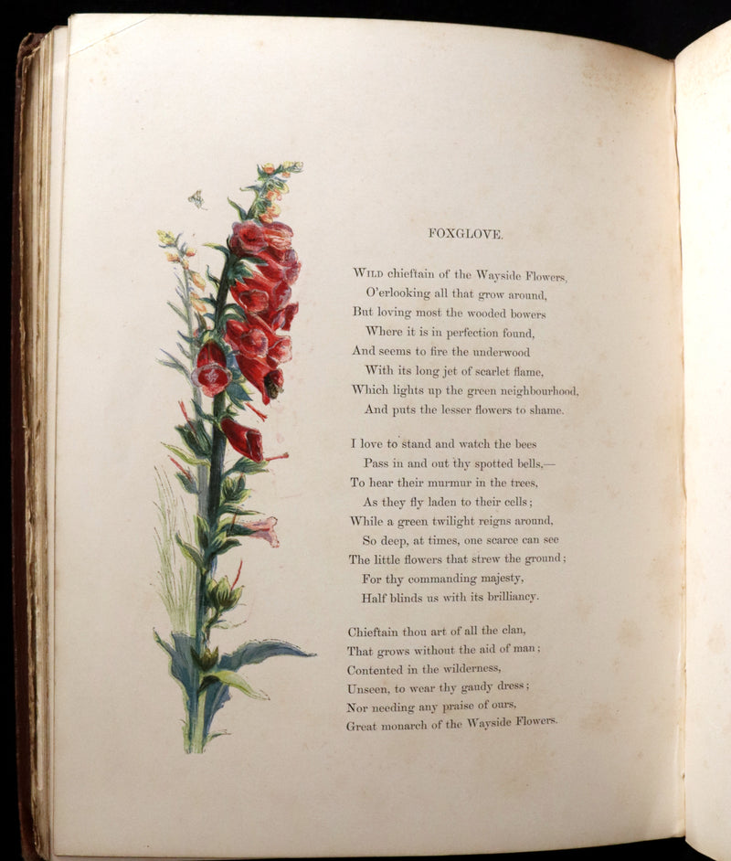 1860 Rare First Edition - Common Wayside Flowers by Thomas Miller & Color Illustrated by Birket Foster.