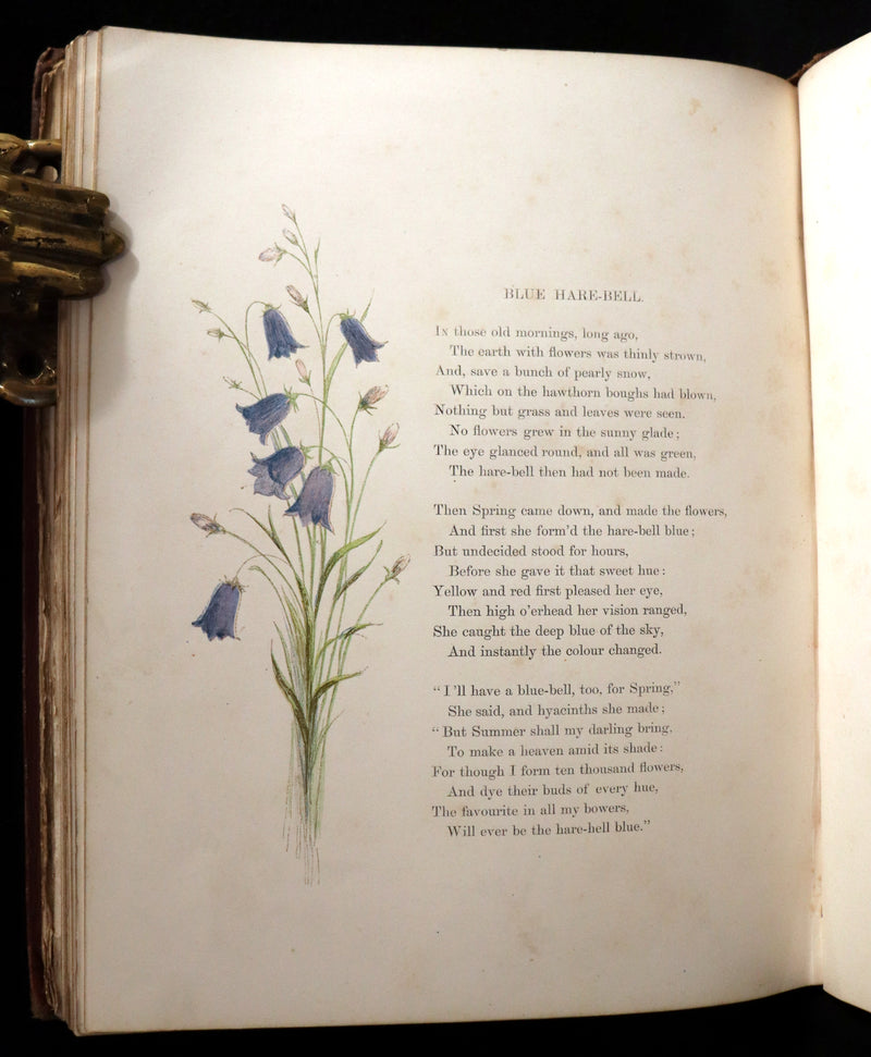 1860 Rare First Edition - Common Wayside Flowers by Thomas Miller & Color Illustrated by Birket Foster.