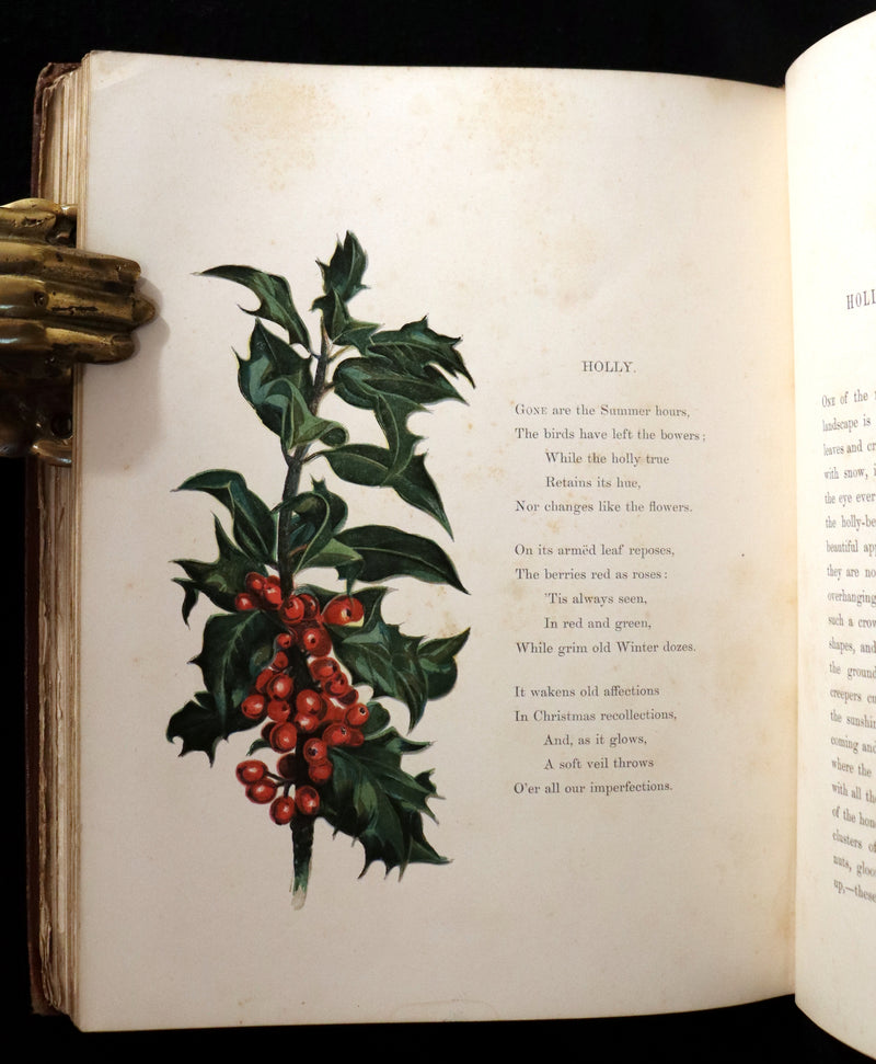 1860 Rare First Edition - Common Wayside Flowers by Thomas Miller & Color Illustrated by Birket Foster.