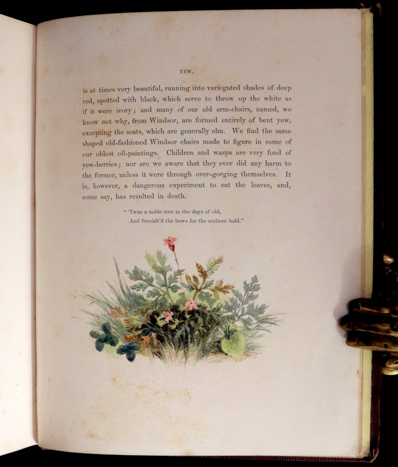 1860 Rare First Edition - Common Wayside Flowers by Thomas Miller & Color Illustrated by Birket Foster.