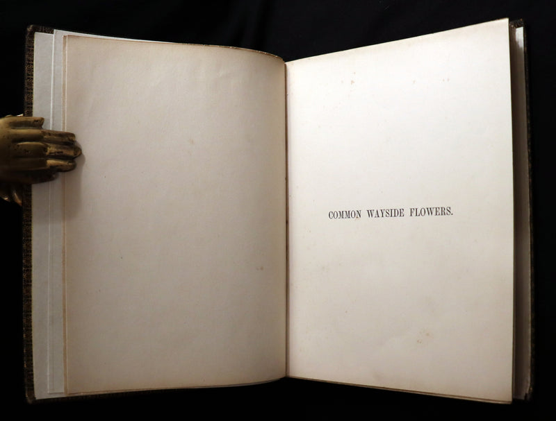 1860 Rare First Edition - Common Wayside Flowers by Thomas Miller & Color Illustrated by Birket Foster.