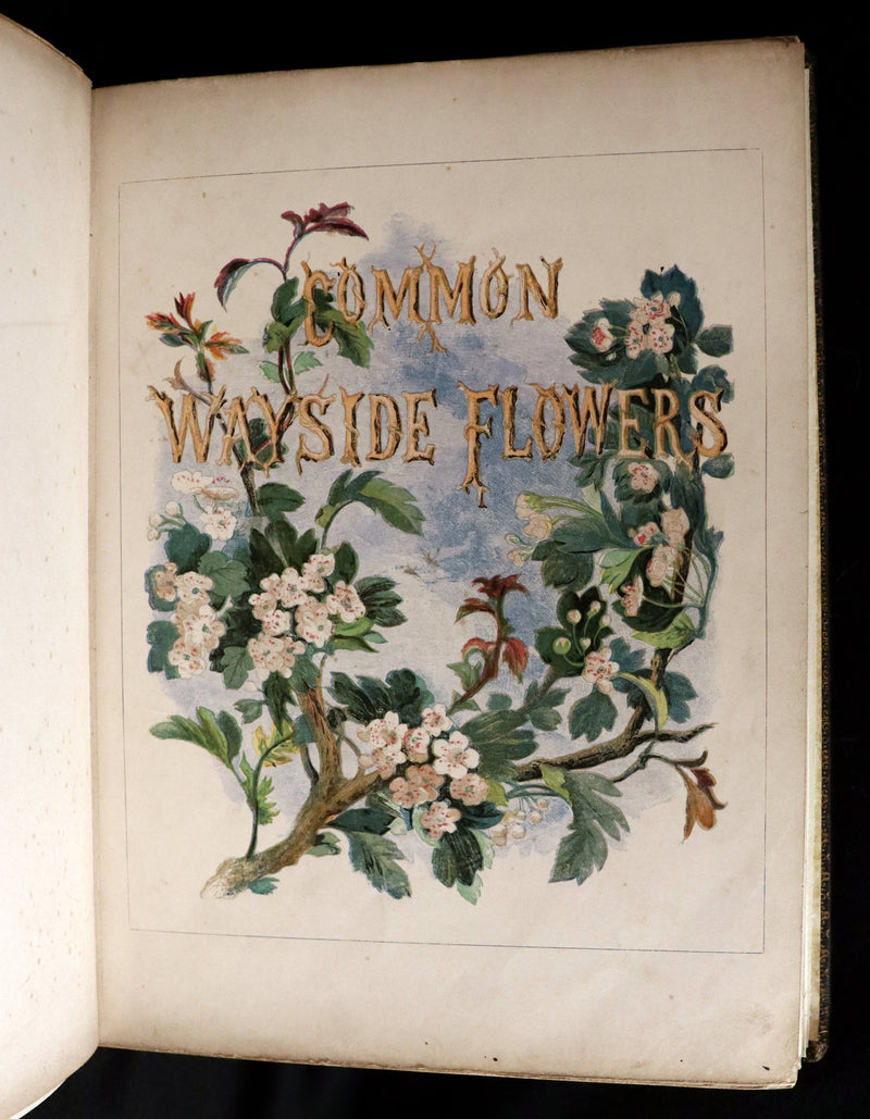 1860 Rare First Edition - Common Wayside Flowers by Thomas Miller & Color Illustrated by Birket Foster.