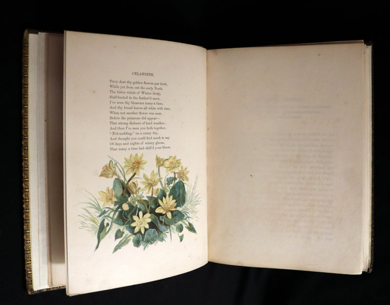1860 Rare First Edition - Common Wayside Flowers by Thomas Miller & Color Illustrated by Birket Foster.