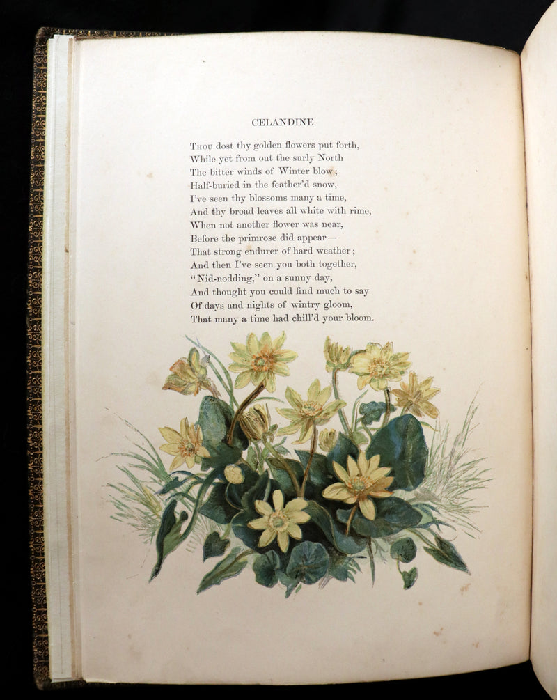 1860 Rare First Edition - Common Wayside Flowers by Thomas Miller & Color Illustrated by Birket Foster.