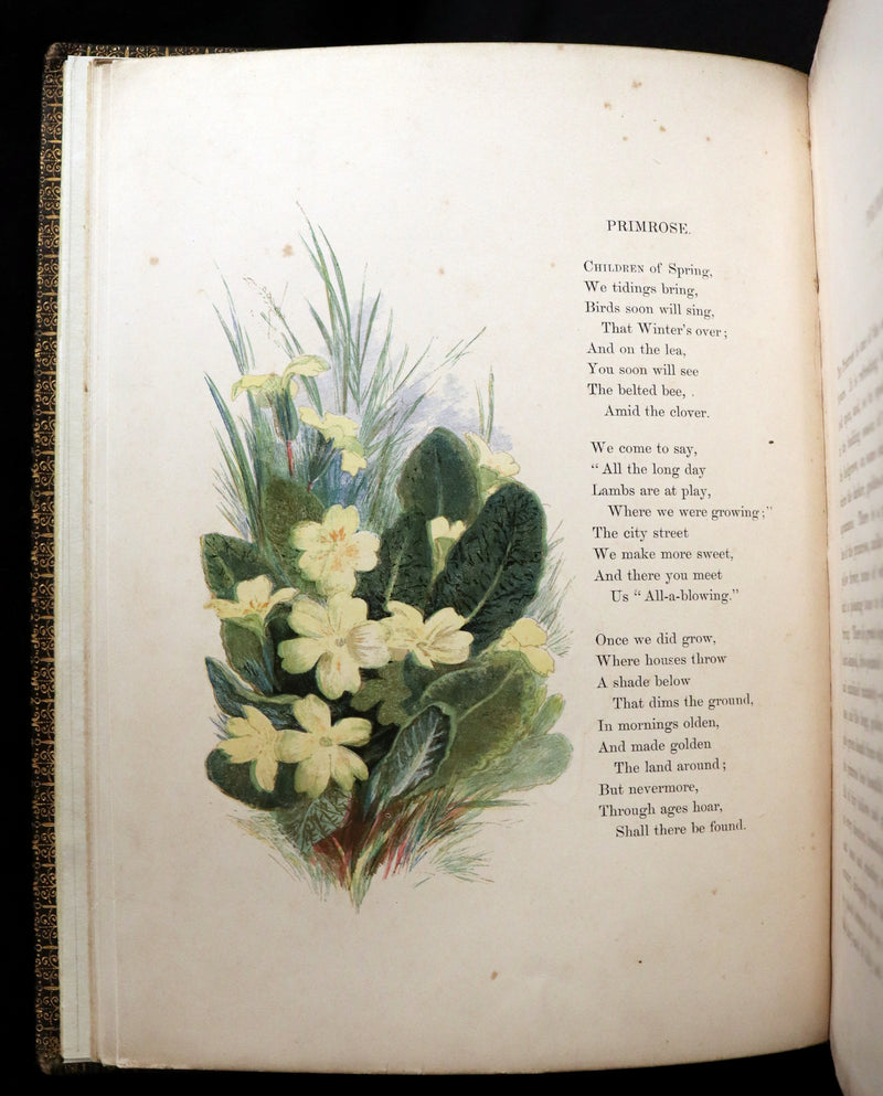 1860 Rare First Edition - Common Wayside Flowers by Thomas Miller & Color Illustrated by Birket Foster.