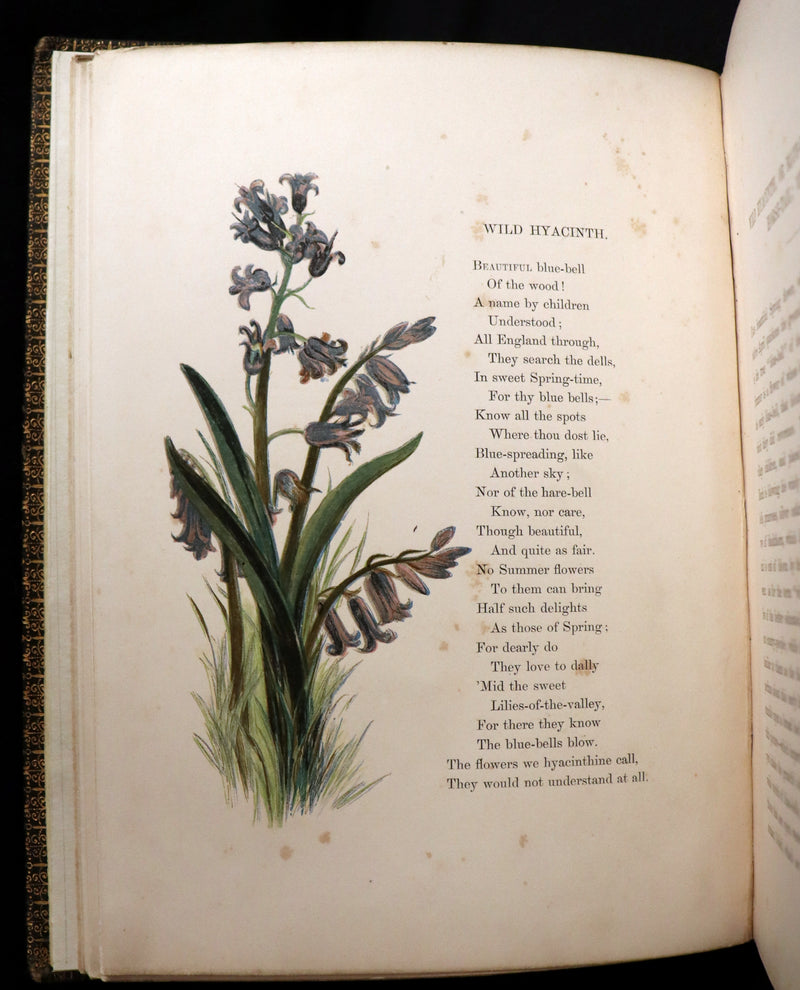 1860 Rare First Edition - Common Wayside Flowers by Thomas Miller & Color Illustrated by Birket Foster.
