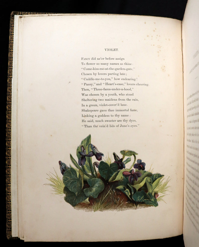 1860 Rare First Edition - Common Wayside Flowers by Thomas Miller & Color Illustrated by Birket Foster.