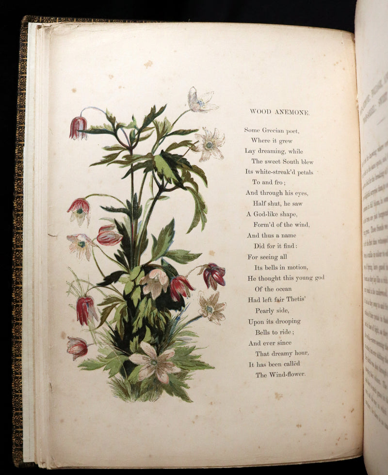 1860 Rare First Edition - Common Wayside Flowers by Thomas Miller & Color Illustrated by Birket Foster.