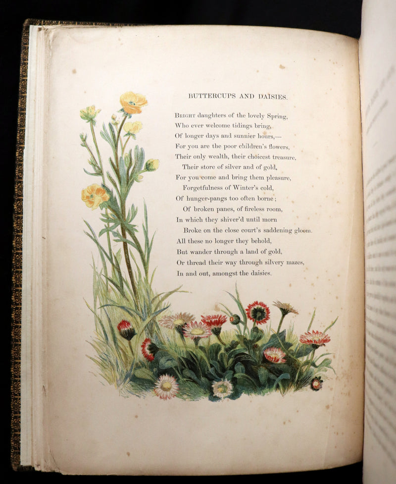 1860 Rare First Edition - Common Wayside Flowers by Thomas Miller & Color Illustrated by Birket Foster.
