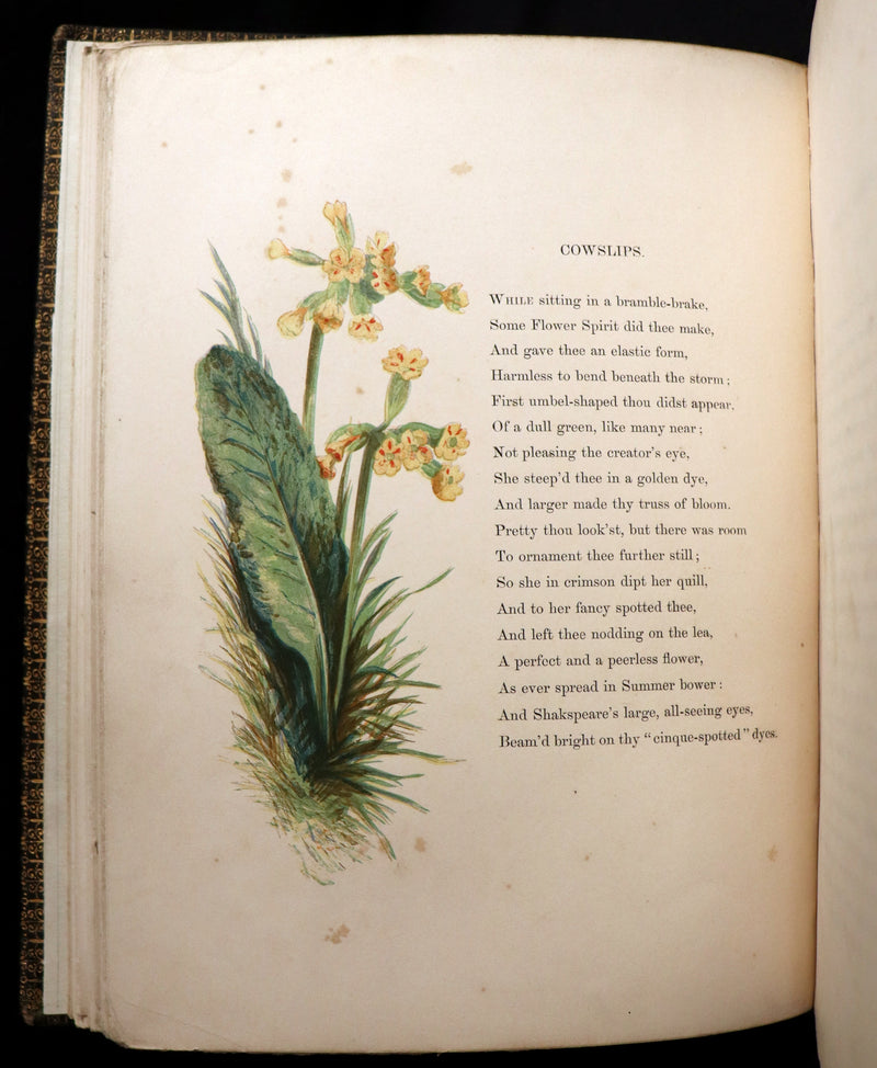 1860 Rare First Edition - Common Wayside Flowers by Thomas Miller & Color Illustrated by Birket Foster.