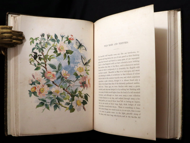 1860 Rare First Edition - Common Wayside Flowers by Thomas Miller & Color Illustrated by Birket Foster.