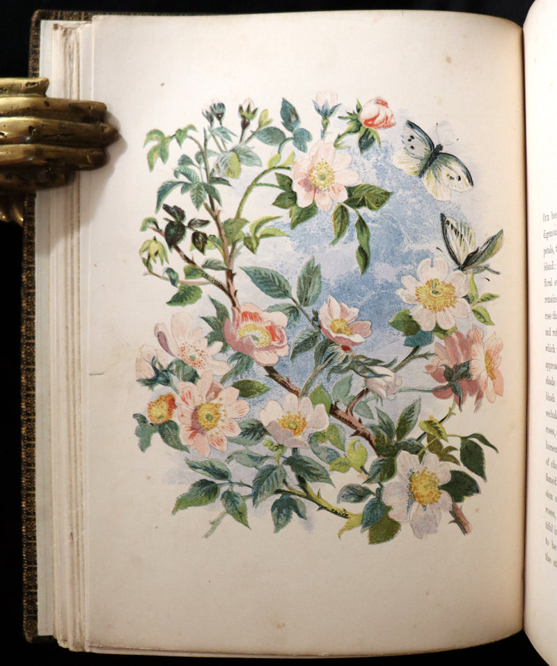 1860 Rare First Edition - Common Wayside Flowers by Thomas Miller & Color Illustrated by Birket Foster.