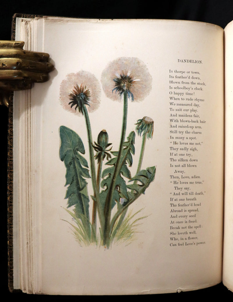 1860 Rare First Edition - Common Wayside Flowers by Thomas Miller & Color Illustrated by Birket Foster.