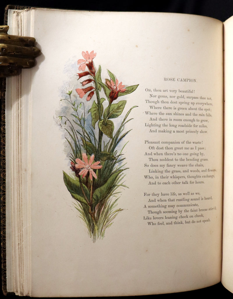 1860 Rare First Edition - Common Wayside Flowers by Thomas Miller & Color Illustrated by Birket Foster.