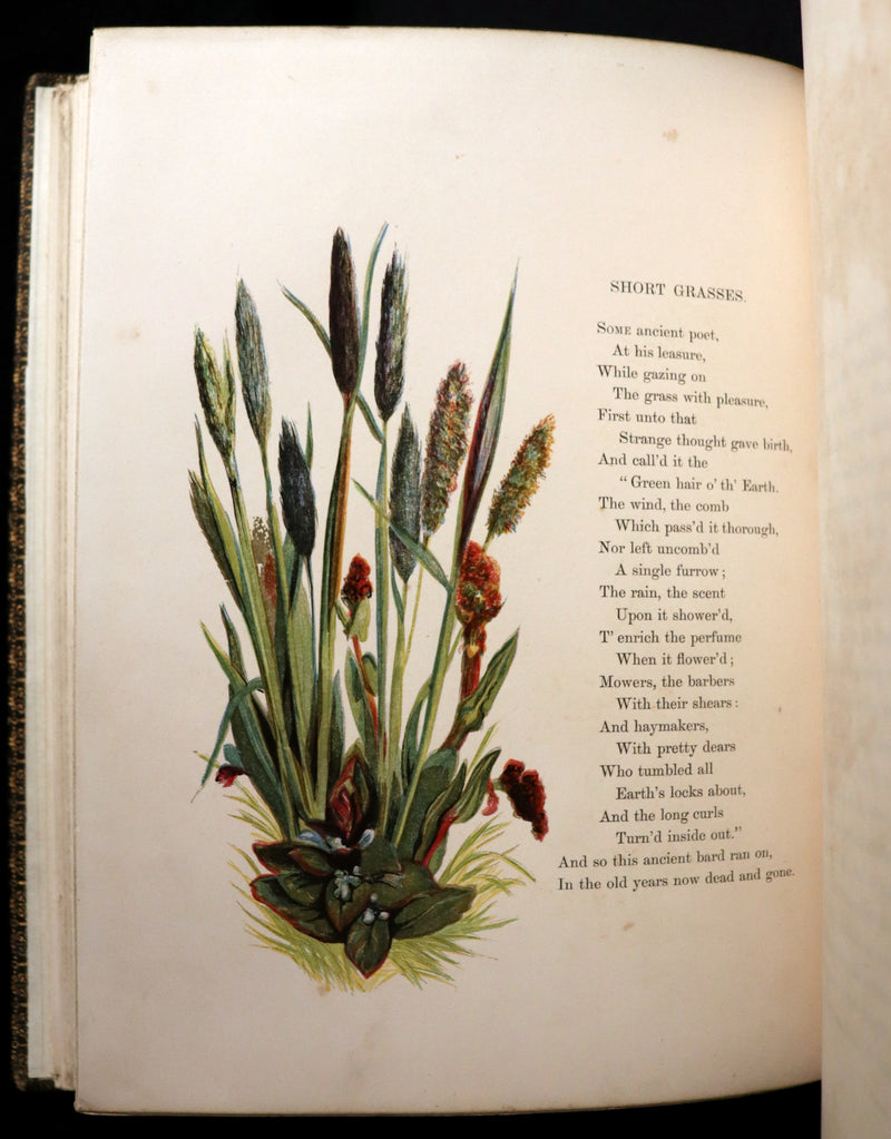 1860 Rare First Edition - Common Wayside Flowers by Thomas Miller & Color Illustrated by Birket Foster.