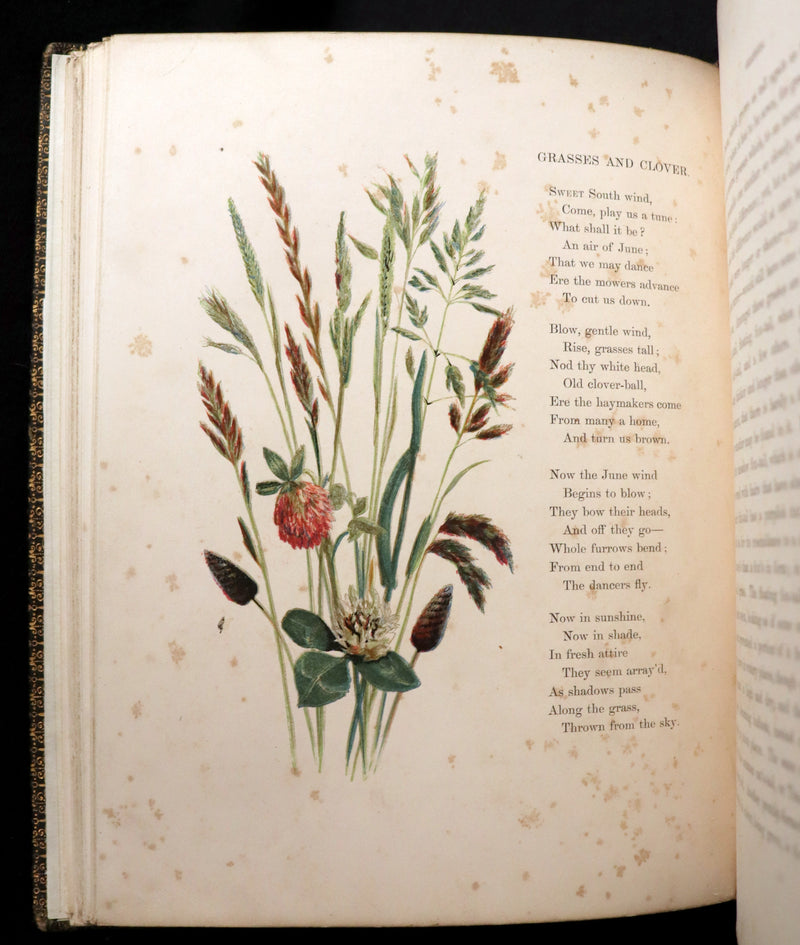 1860 Rare First Edition - Common Wayside Flowers by Thomas Miller & Color Illustrated by Birket Foster.
