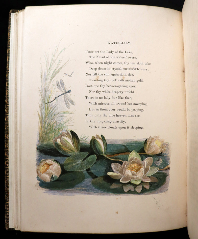 1860 Rare First Edition - Common Wayside Flowers by Thomas Miller & Color Illustrated by Birket Foster.