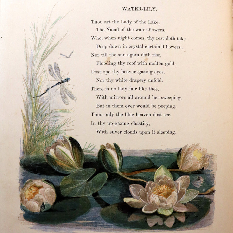 1860 Rare First Edition - Common Wayside Flowers by Thomas Miller & Color Illustrated by Birket Foster.