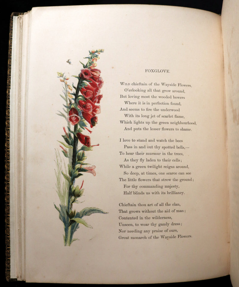 1860 Rare First Edition - Common Wayside Flowers by Thomas Miller & Color Illustrated by Birket Foster.