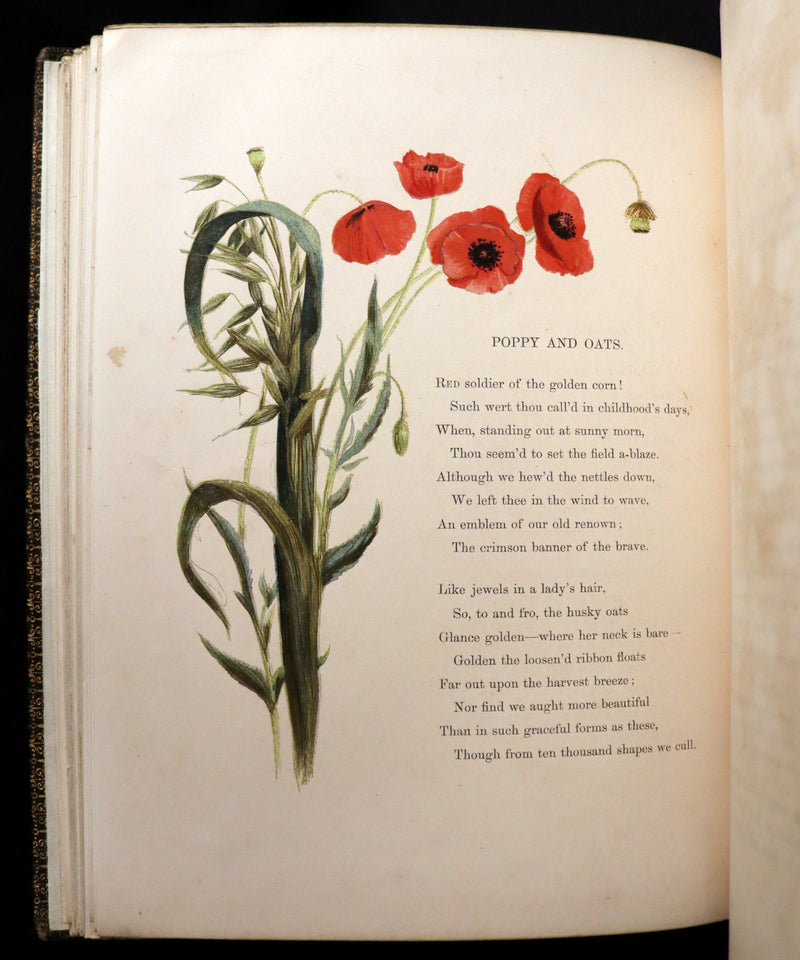 1860 Rare First Edition - Common Wayside Flowers by Thomas Miller & Color Illustrated by Birket Foster.