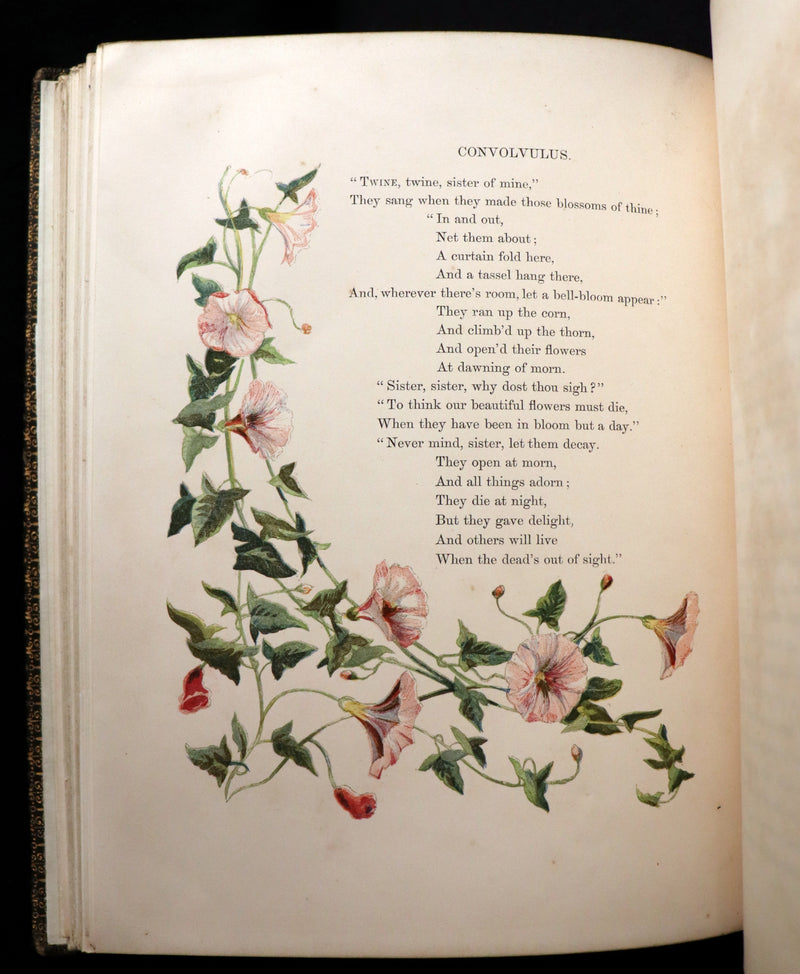 1860 Rare First Edition - Common Wayside Flowers by Thomas Miller & Color Illustrated by Birket Foster.