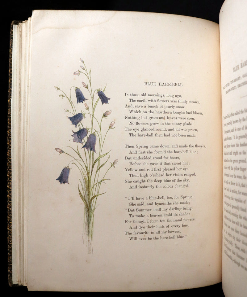 1860 Rare First Edition - Common Wayside Flowers by Thomas Miller & Color Illustrated by Birket Foster.
