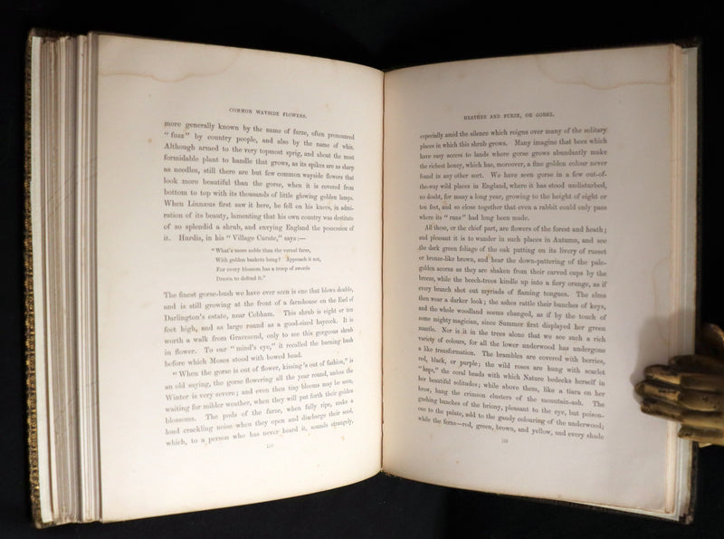 1860 Rare First Edition - Common Wayside Flowers by Thomas Miller & Color Illustrated by Birket Foster.