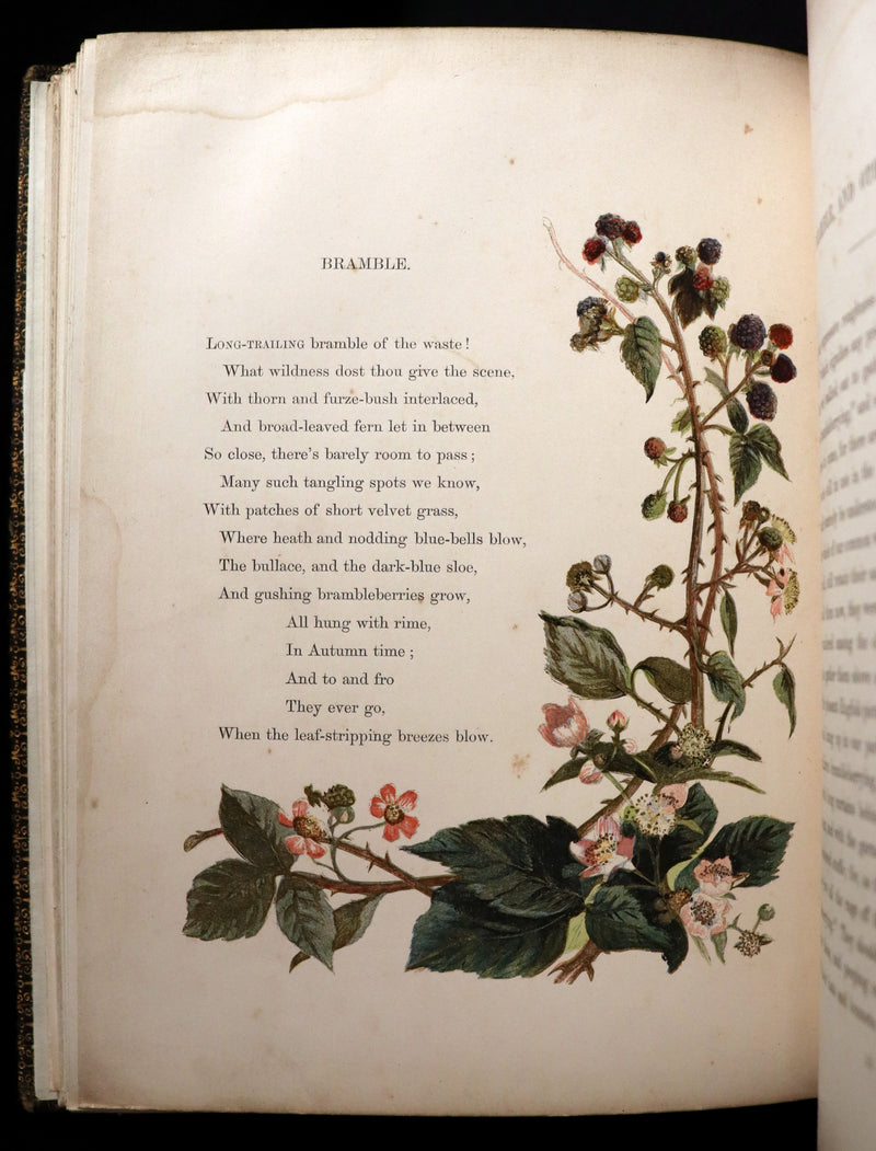 1860 Rare First Edition - Common Wayside Flowers by Thomas Miller & Color Illustrated by Birket Foster.