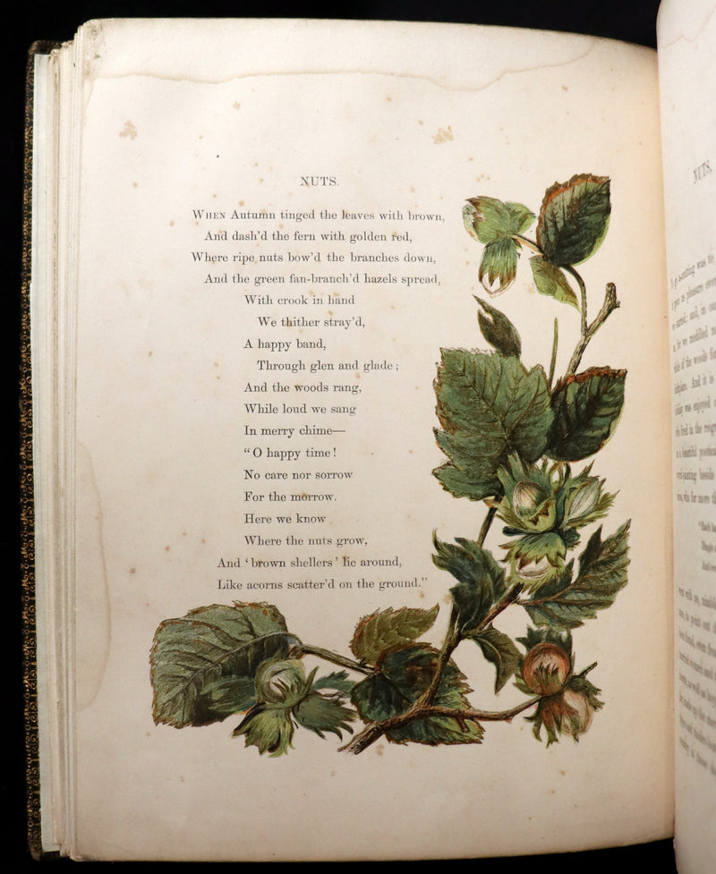 1860 Rare First Edition - Common Wayside Flowers by Thomas Miller & Color Illustrated by Birket Foster.