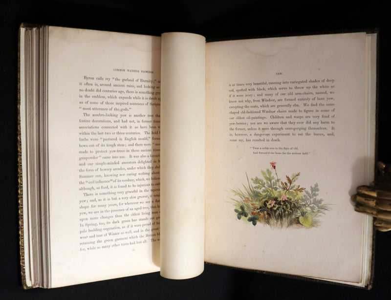 1860 Rare First Edition - Common Wayside Flowers by Thomas Miller & Color Illustrated by Birket Foster.