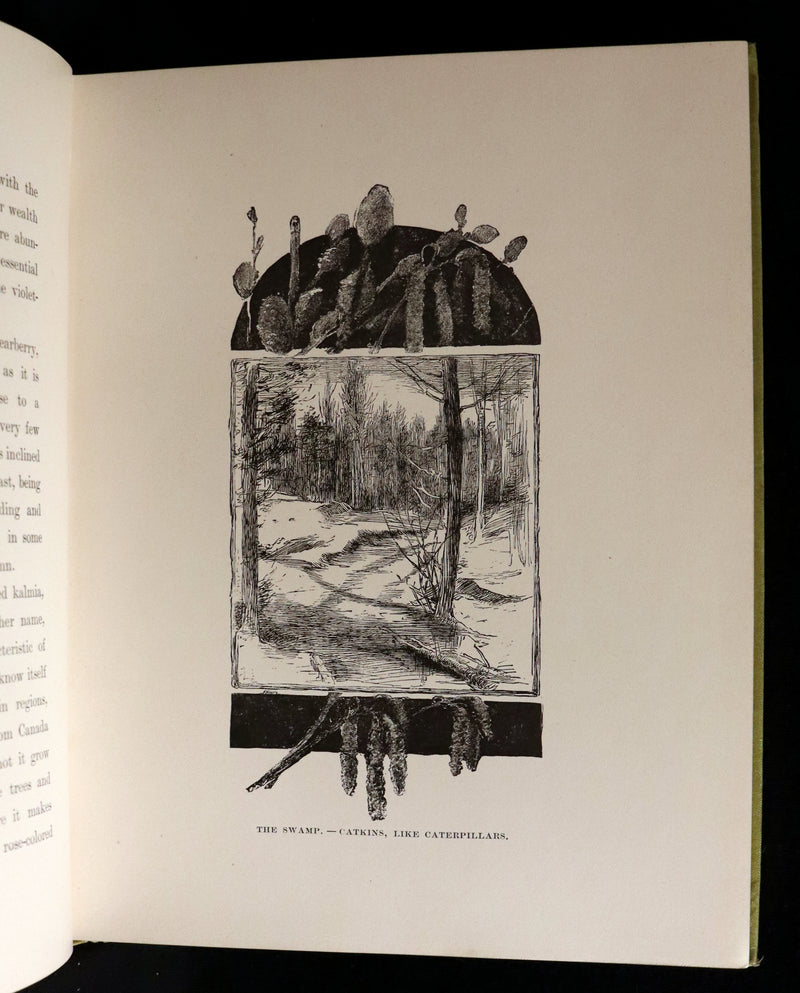 1882 Rare First Edition - Wild Flowers and Where They Grow Illustrated by Elizabeth Bullock Humphrey.