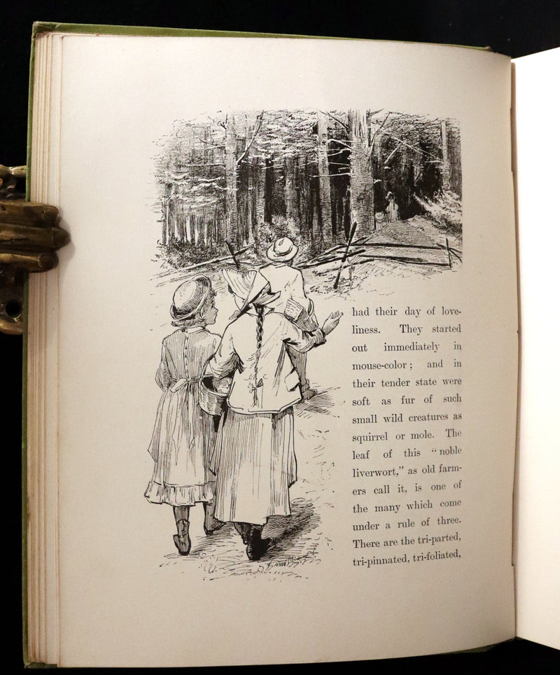 1882 Rare First Edition - Wild Flowers and Where They Grow Illustrated by Elizabeth Bullock Humphrey.