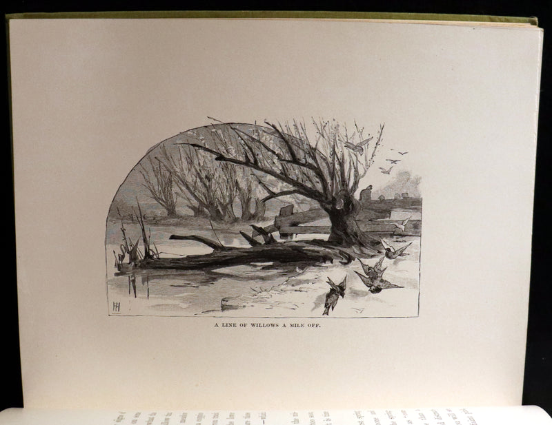 1882 Rare First Edition - Wild Flowers and Where They Grow Illustrated by Elizabeth Bullock Humphrey.