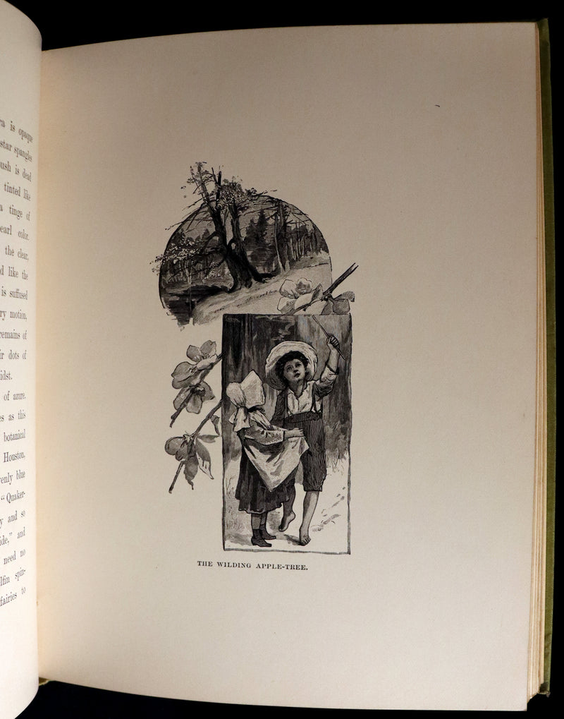 1882 Rare First Edition - Wild Flowers and Where They Grow Illustrated by Elizabeth Bullock Humphrey.