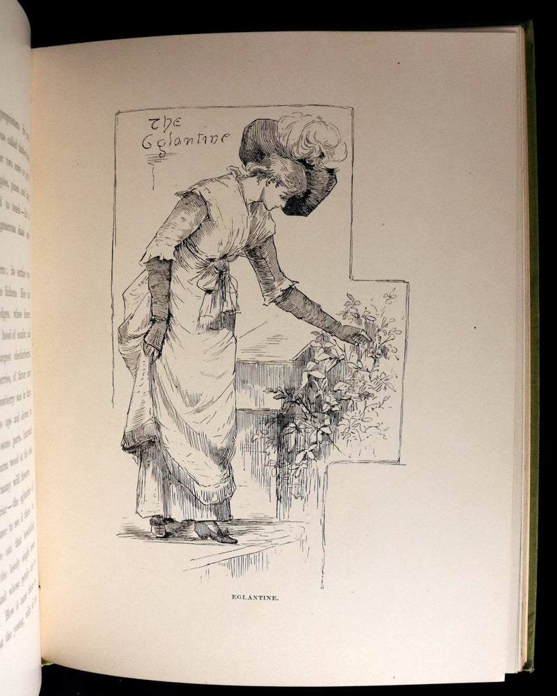 1882 Rare First Edition - Wild Flowers and Where They Grow Illustrated by Elizabeth Bullock Humphrey.