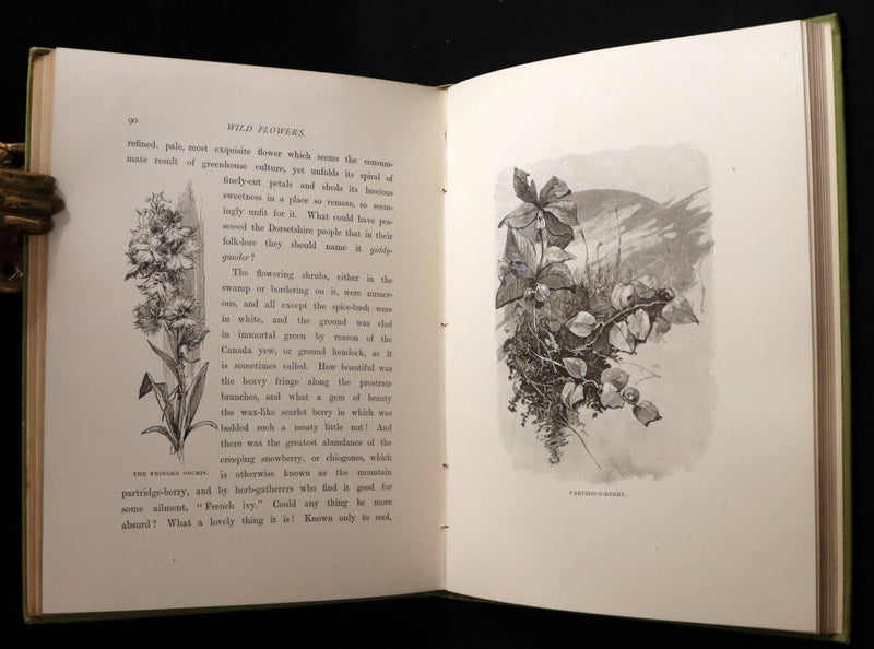 1882 Rare First Edition - Wild Flowers and Where They Grow Illustrated by Elizabeth Bullock Humphrey.