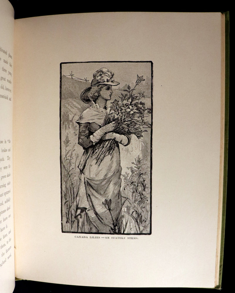 1882 Rare First Edition - Wild Flowers and Where They Grow Illustrated by Elizabeth Bullock Humphrey.