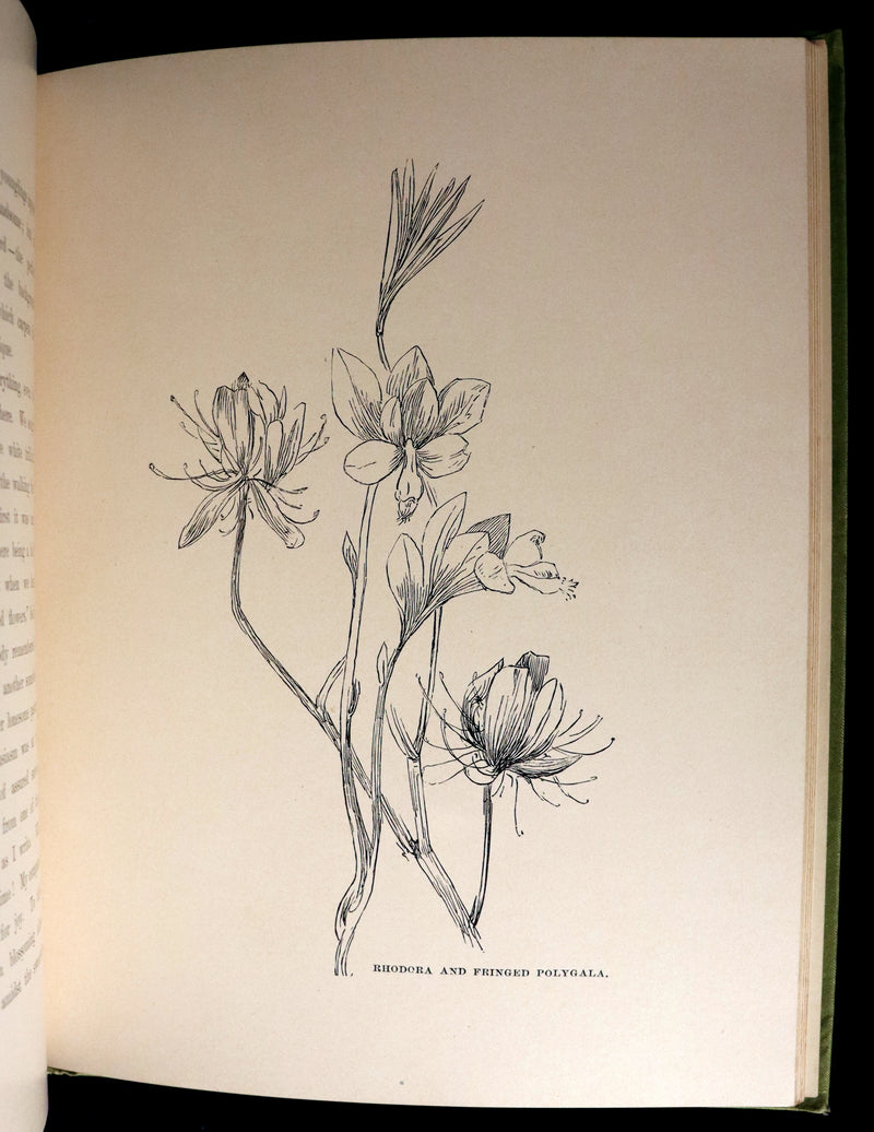 1882 Rare First Edition - Wild Flowers and Where They Grow Illustrated by Elizabeth Bullock Humphrey.