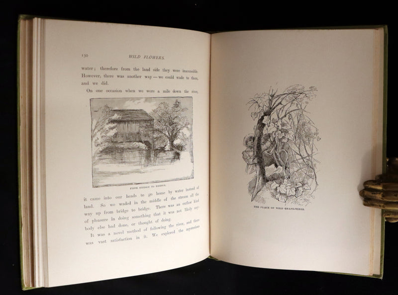 1882 Rare First Edition - Wild Flowers and Where They Grow Illustrated by Elizabeth Bullock Humphrey.