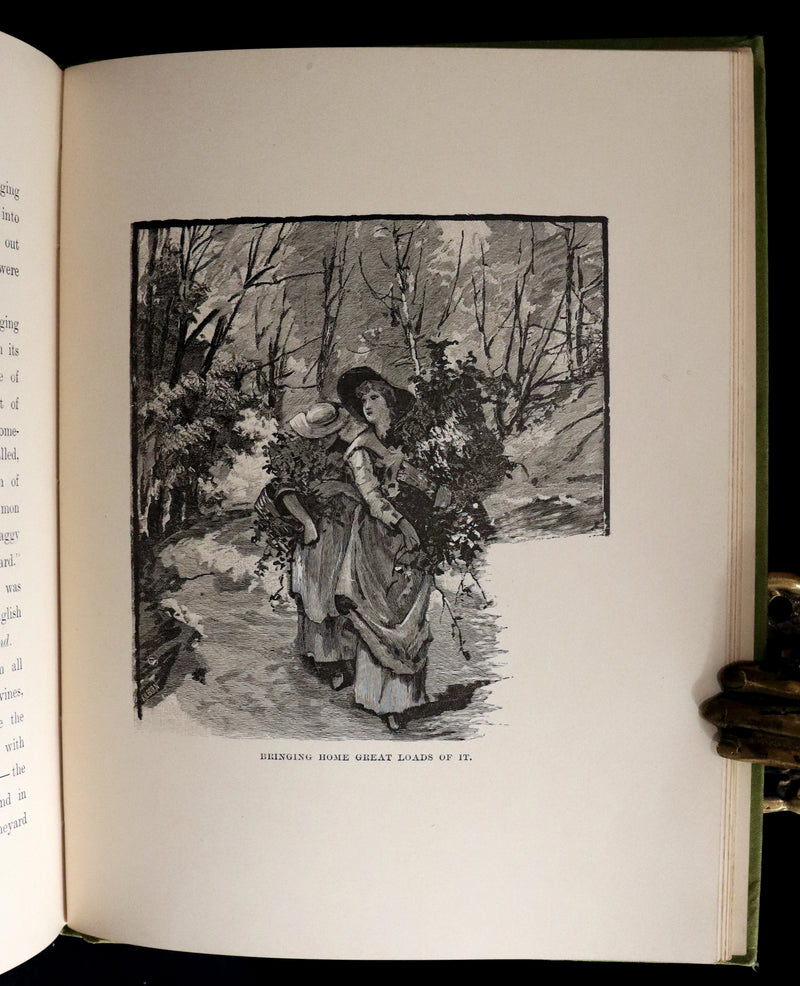 1882 Rare First Edition - Wild Flowers and Where They Grow Illustrated by Elizabeth Bullock Humphrey.