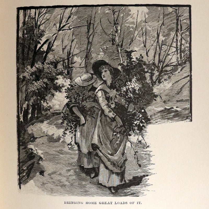 1882 Rare First Edition - Wild Flowers and Where They Grow Illustrated by Elizabeth Bullock Humphrey.