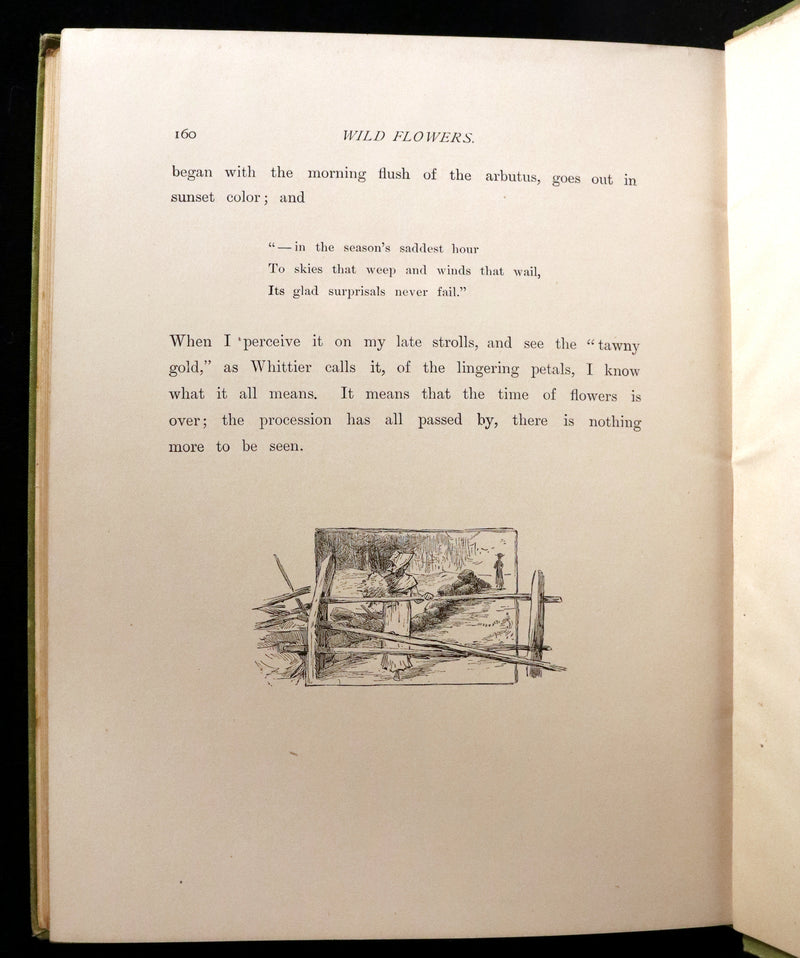 1882 Rare First Edition - Wild Flowers and Where They Grow Illustrated by Elizabeth Bullock Humphrey.