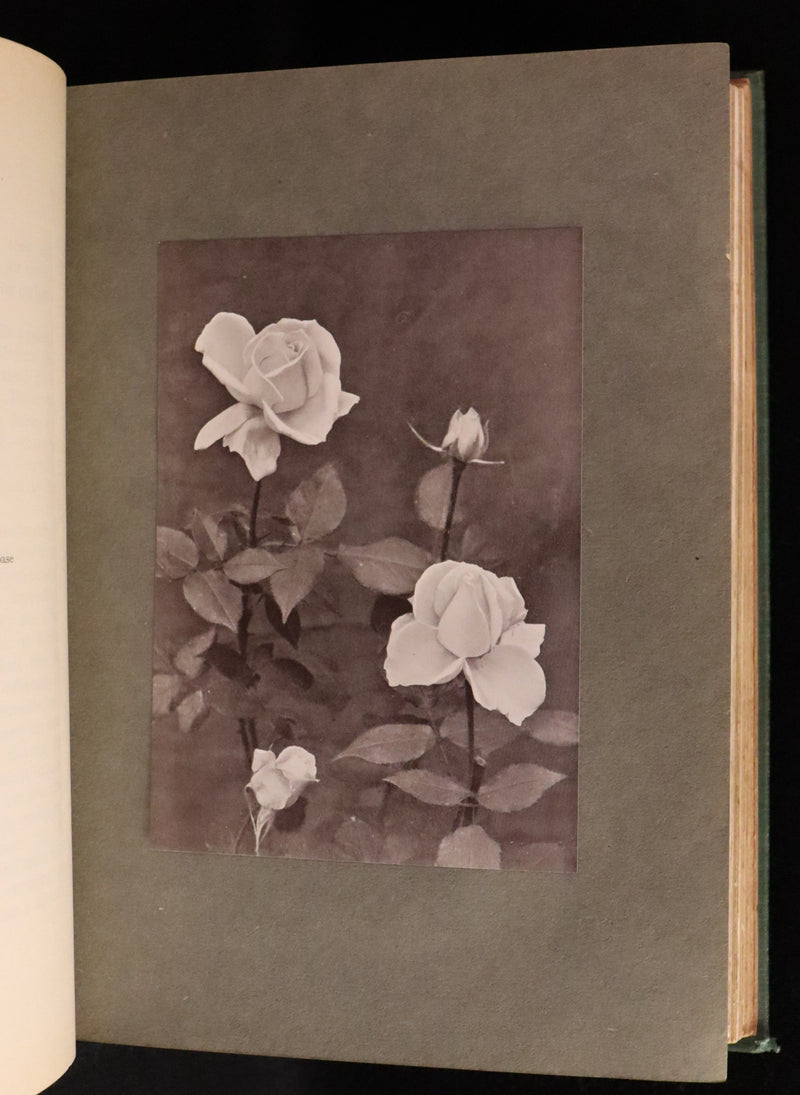1914 Scarce Gardening Book - ROSES AND ROSE GARDENS by Walter P. Wright.