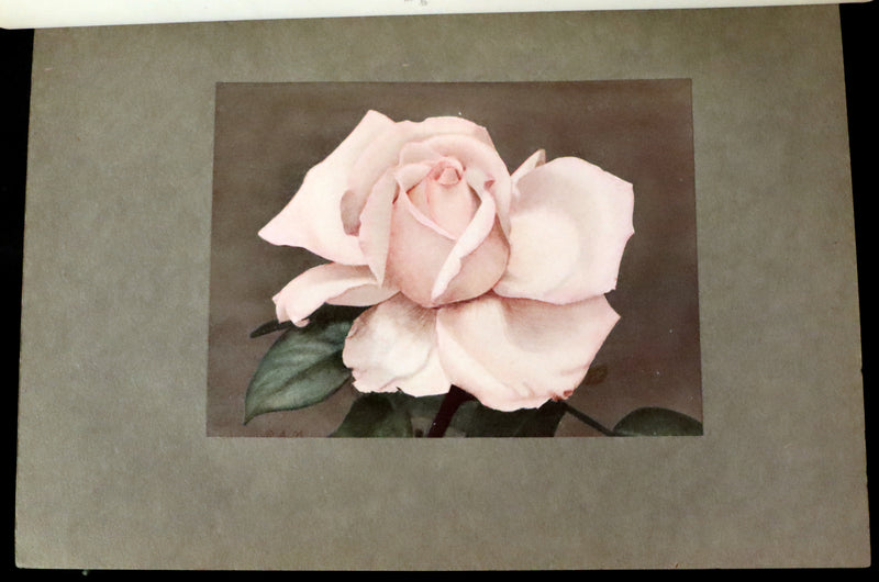 1914 Scarce Gardening Book - ROSES AND ROSE GARDENS by Walter P. Wright.