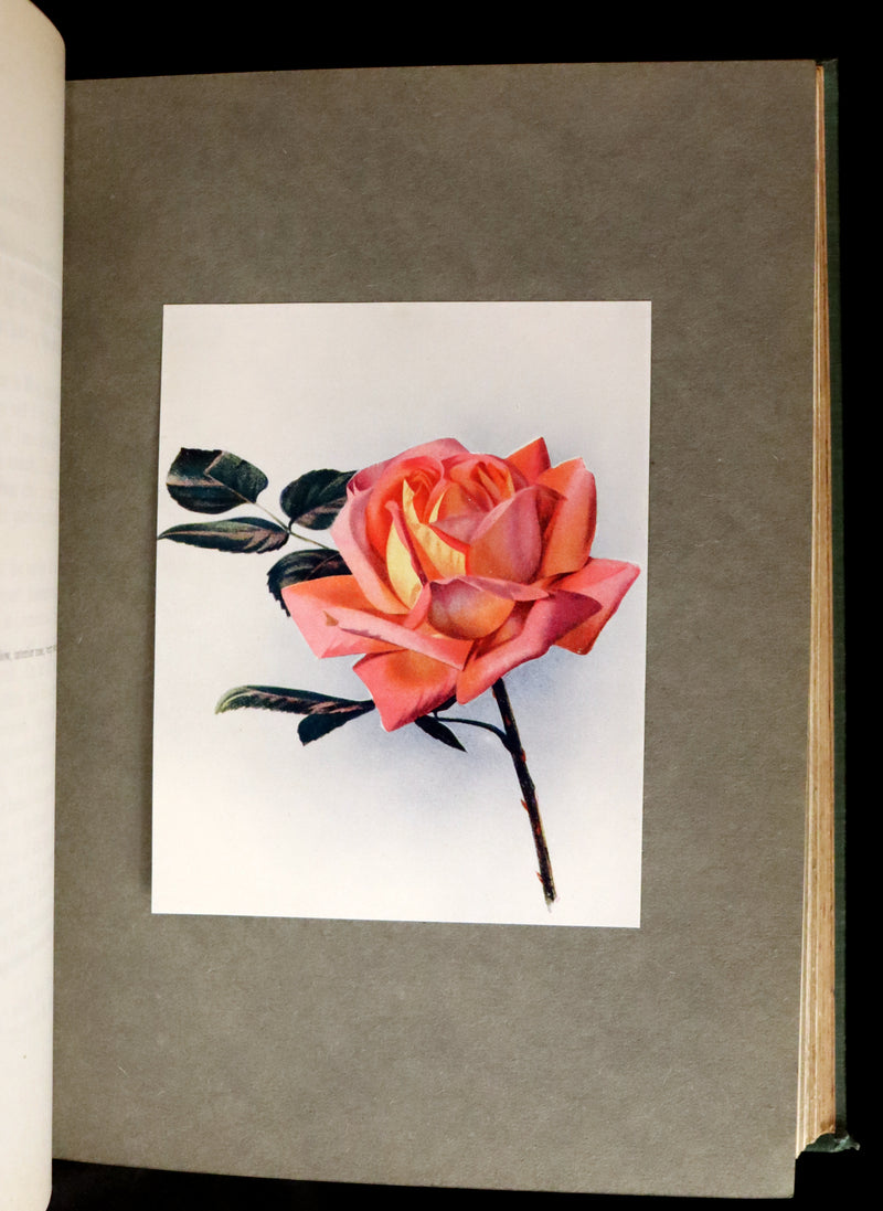 1914 Scarce Gardening Book - ROSES AND ROSE GARDENS by Walter P. Wright.